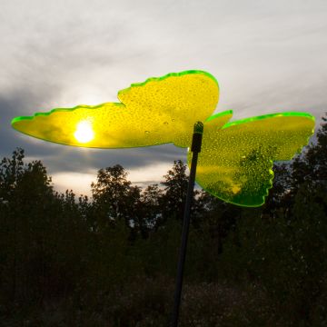 SUNPLAY Schmetterlinge