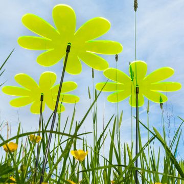 Sonnenfänger Gänseblümchen