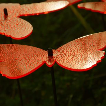Sonnenfänger Schmetterlinge