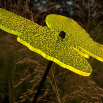 Sonnenfänger Schmetterlinge