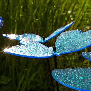 Sonnenfänger Schmetterlinge