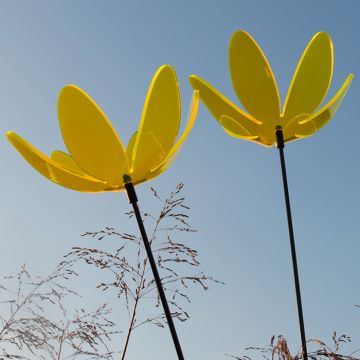 Seerose Sonnenfänger