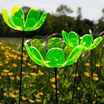 Ringelblumen Sonnenfänger
