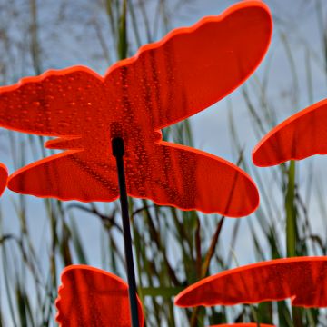 Sonnenfänger Schmetterlinge