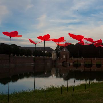 Sonnenfänger Schmetterlinge