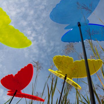 Sonnenfänger Schmetterlinge
